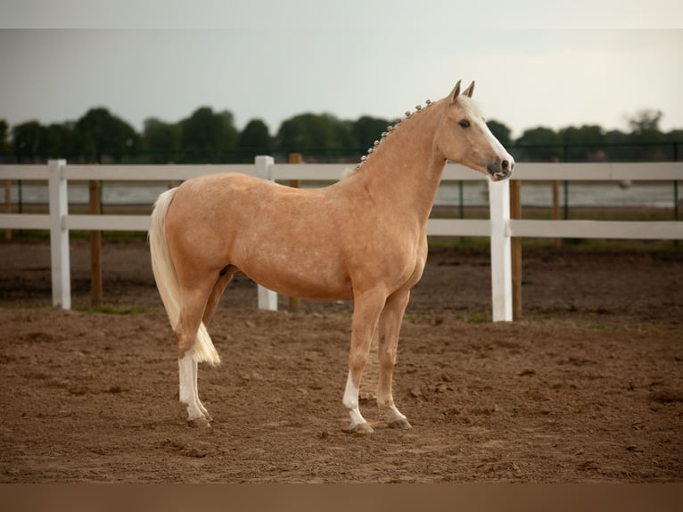 German Riding Pony Mare 12 years 14,1 hh Palomino in Kessenich