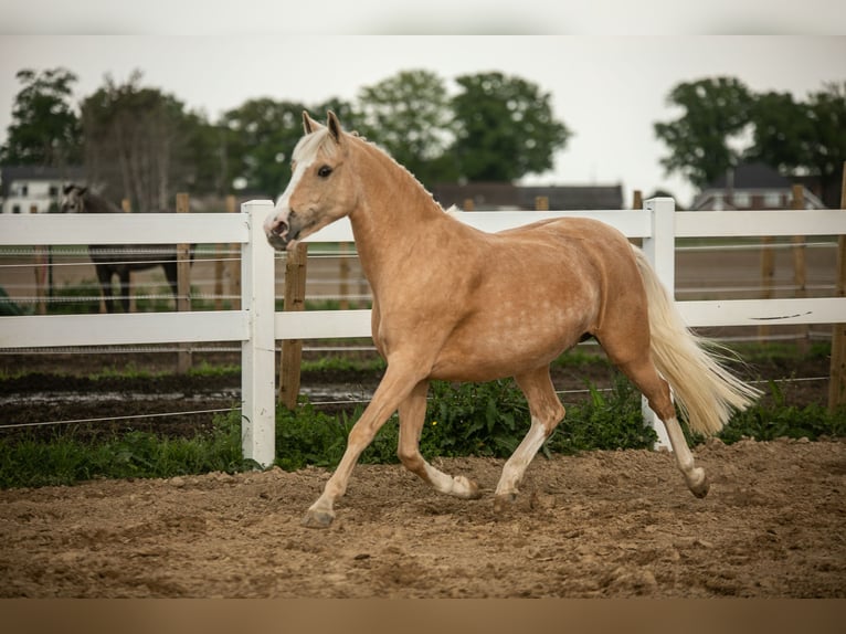 German Riding Pony Mare 12 years 14,1 hh Palomino in Kessenich