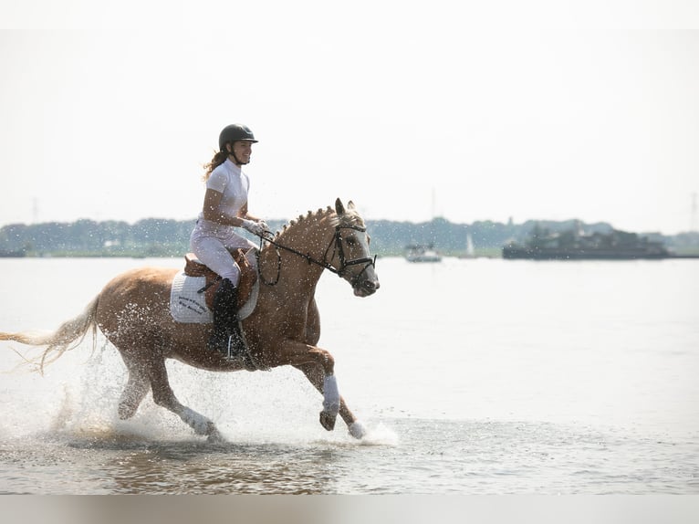 German Riding Pony Mare 12 years 14,1 hh Palomino in Kessenich