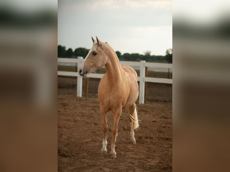 German Riding Pony Mare 12 years 14,1 hh Palomino in Kessenich