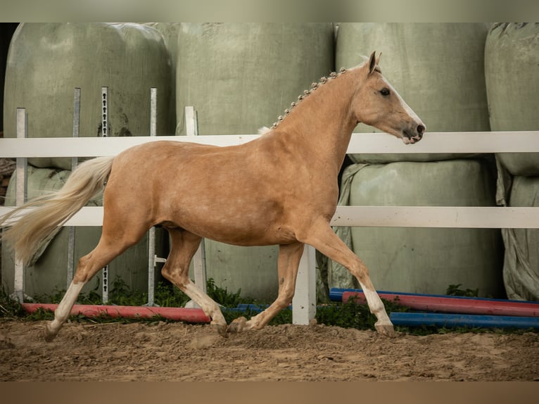 German Riding Pony Mare 12 years 14,1 hh Palomino in Kessenich