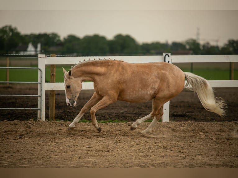 German Riding Pony Mare 12 years 14,1 hh Palomino in Kessenich