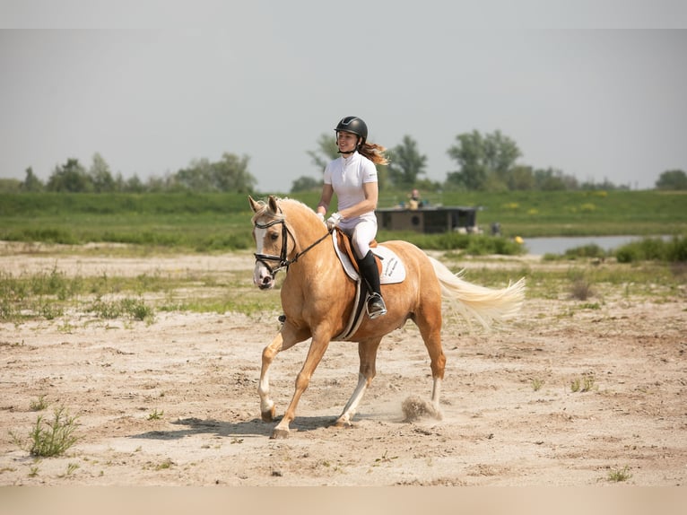 German Riding Pony Mare 12 years 14,1 hh Palomino in Kessenich