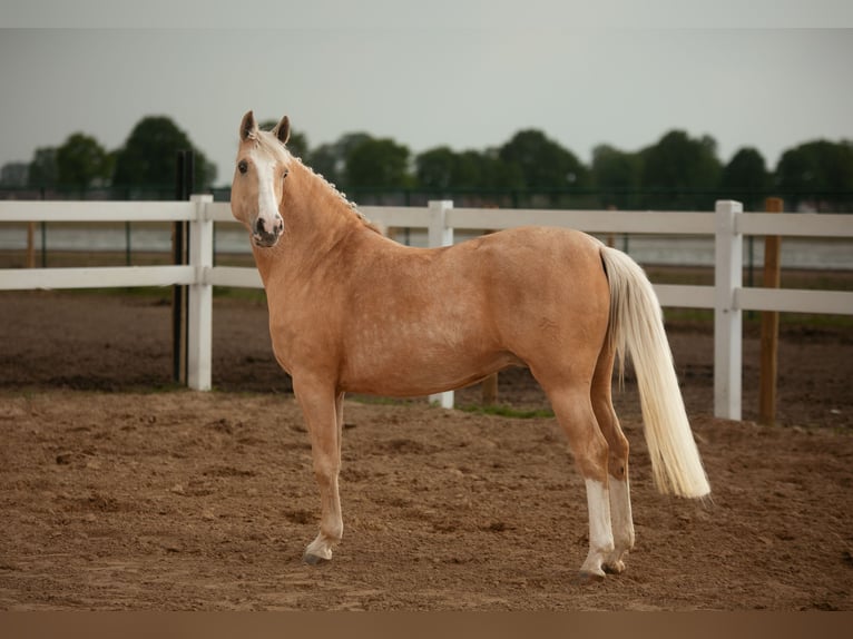 German Riding Pony Mare 12 years 14,1 hh Palomino in Kessenich
