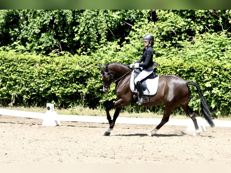German Riding Pony Mare 12 years 14.2 hh Bay-Dark in Düsseldorf