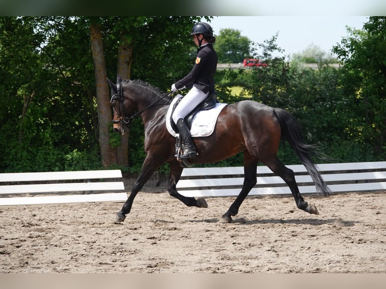 German Riding Pony Mare 12 years 14.2 hh Bay-Dark in Weinheim