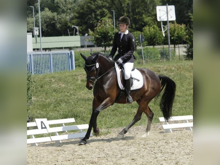German Riding Pony Mare 12 years 14.2 hh Bay-Dark in Mainburg