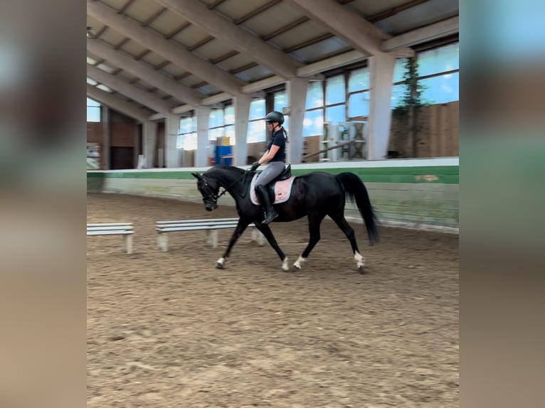 German Riding Pony Mare 12 years 14.2 hh Black in Oldenburg