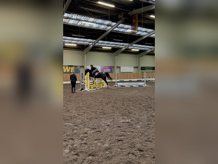 German Riding Pony Mare 12 years 14.2 hh Black in Oldenburg