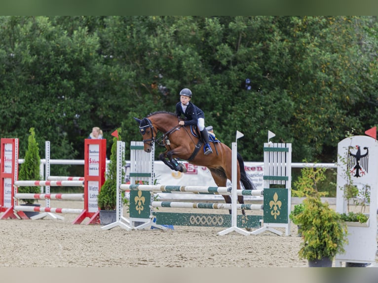 German Riding Pony Mare 12 years 14,2 hh Brown in Bad Bentheim