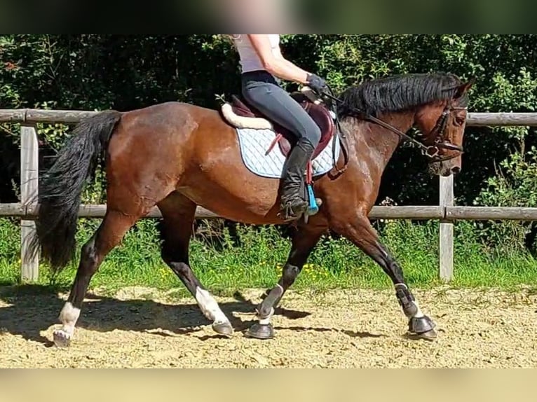 German Riding Pony Mare 12 years 14,2 hh Brown in Ankum