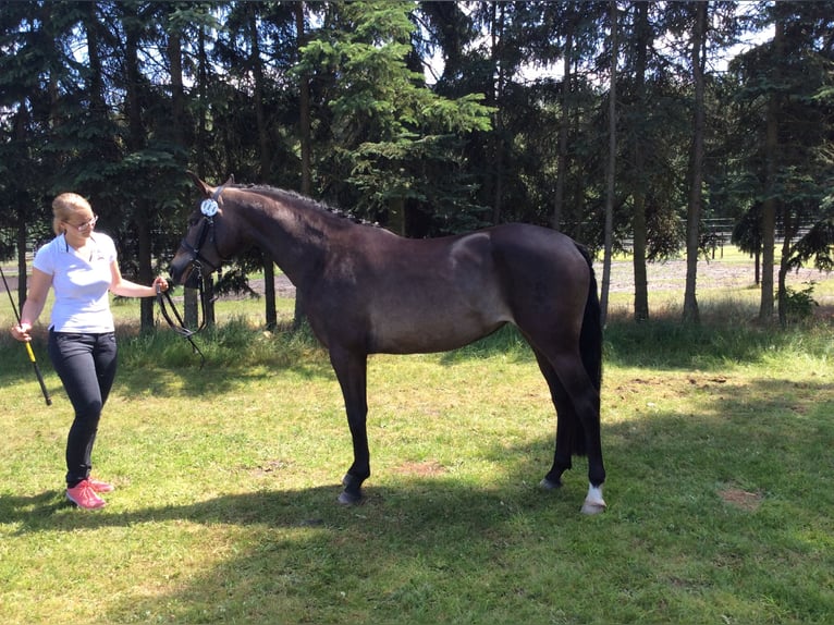 German Riding Pony Mare 12 years 14.2 hh Buckskin in Buxtehude