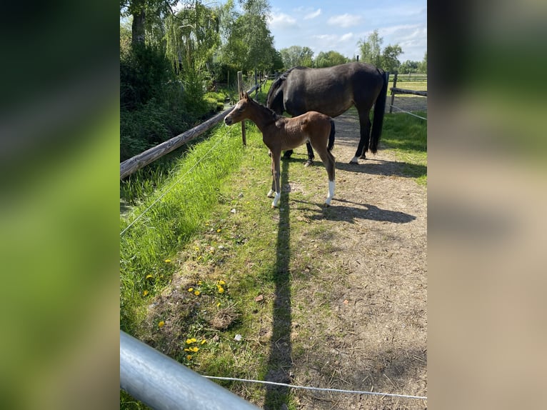 German Riding Pony Mare 12 years 14.2 hh Buckskin in Buxtehude
