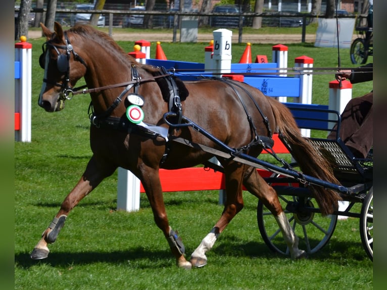 German Riding Pony Mare 12 years 14,2 hh Chestnut-Red in Oering