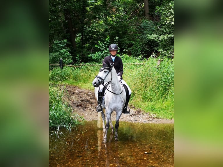 German Riding Pony Mare 12 years 14,2 hh Gray in Klingenberg