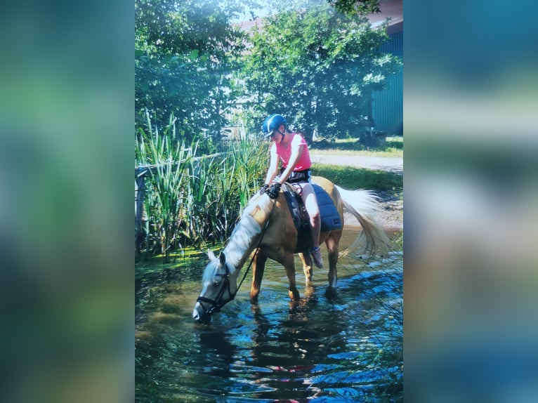German Riding Pony Mare 12 years 14,2 hh Palomino in Zeven