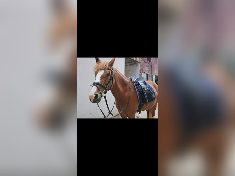 German Riding Pony Mare 12 years 14.3 hh Chestnut-Red in Niederzier