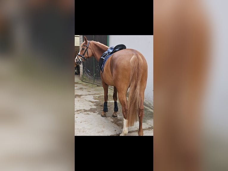 German Riding Pony Mare 12 years 14.3 hh Chestnut-Red in Niederzier
