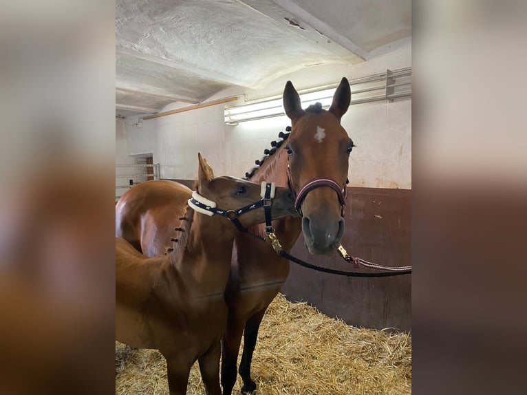 German Riding Pony Mare 12 years 14 hh Brown in Tübingen