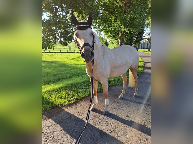 German Riding Pony Mare 12 years 14 hh Brown in Tübingen