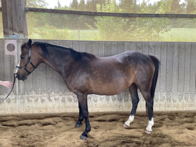 German Riding Pony Mare 12 years 14 hh Brown in Balingen