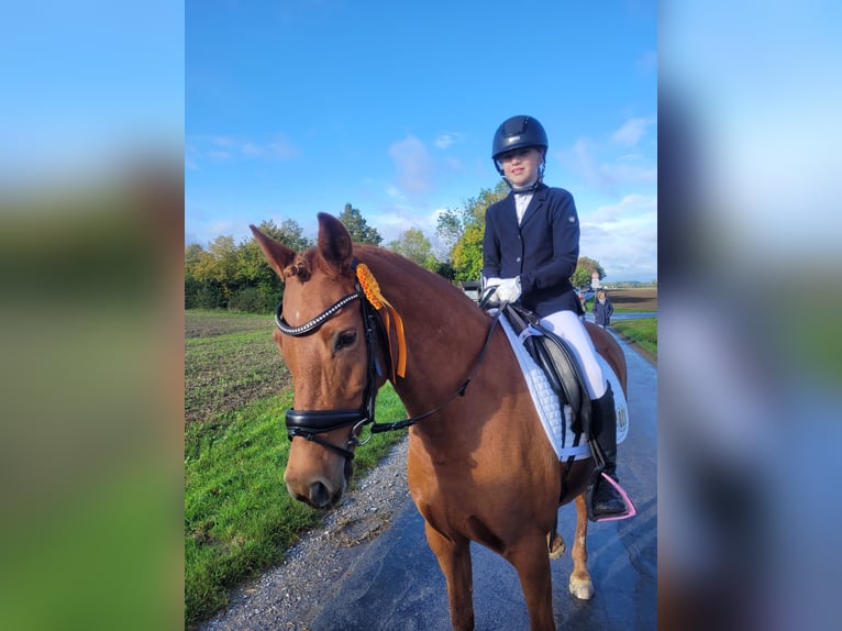 German Riding Pony Mare 12 years 14 hh Chestnut-Red in Warendorf