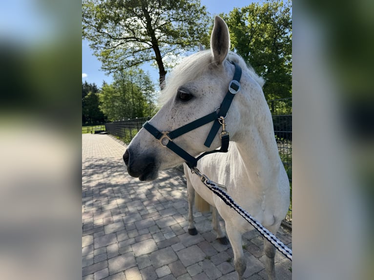 German Riding Pony Mare 12 years 14 hh Gray in Wacken