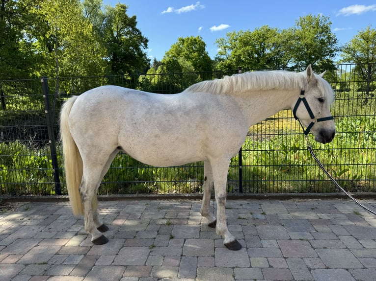 German Riding Pony Mare 12 years 14 hh Gray in Wacken