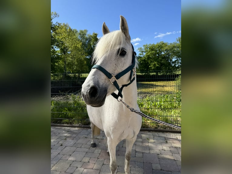 German Riding Pony Mare 12 years 14 hh Gray in Wacken