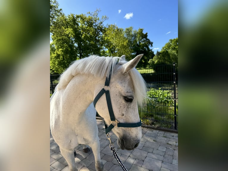 German Riding Pony Mare 12 years 14 hh Gray in Wacken