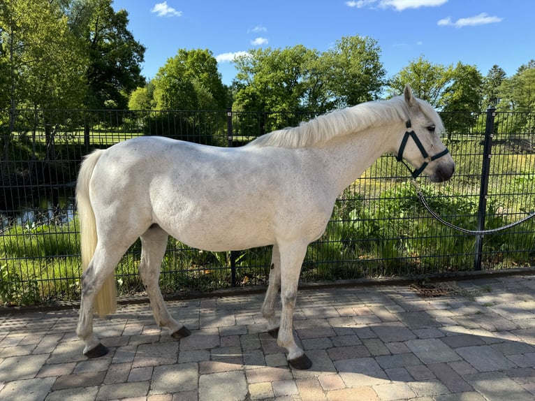 German Riding Pony Mare 12 years 14 hh Gray in Wacken