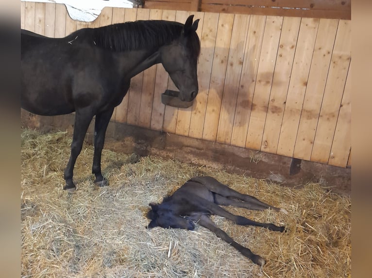 German Riding Pony Mare 12 years 14,1 hh Black in Brombachtal