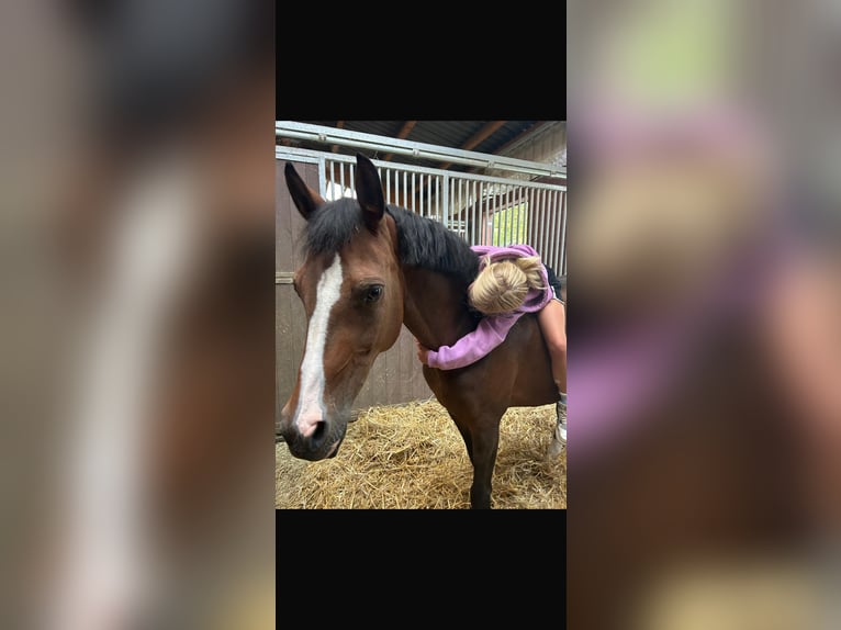 German Riding Pony Mare 12 years 14,1 hh in Bakum German Riding Pony Mare 12 years 14,1 hh in Bakum