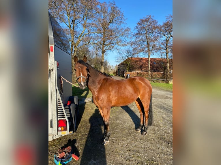 German Riding Pony Mare 12 years 14,1 hh Brown in Wangerland