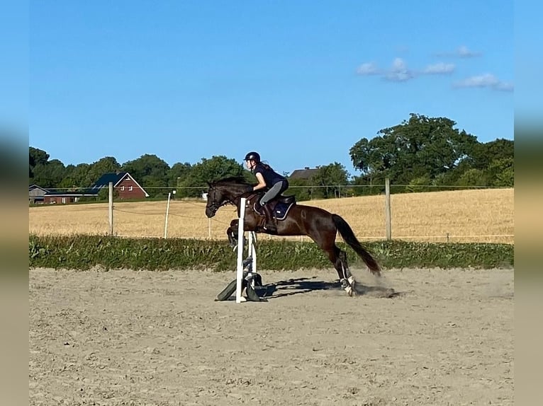 German Riding Pony Mare 12 years 14,1 hh Chestnut in D&#xE4;nischenhagen