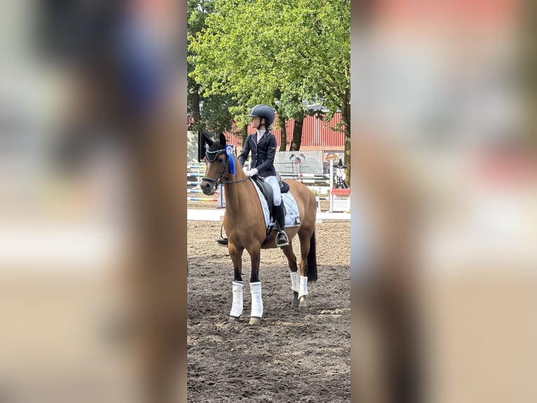 German Riding Pony Mare 12 years 14,1 hh Dun in Vechta