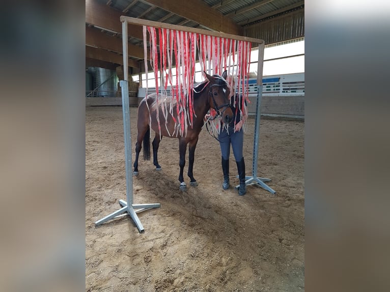 German Riding Pony Mix Mare 12 years 14,2 hh Brown in Schwäbisch Hall