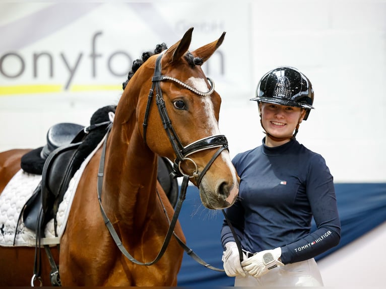 German Riding Pony Mare 12 years 14,2 hh Brown in Marsberg