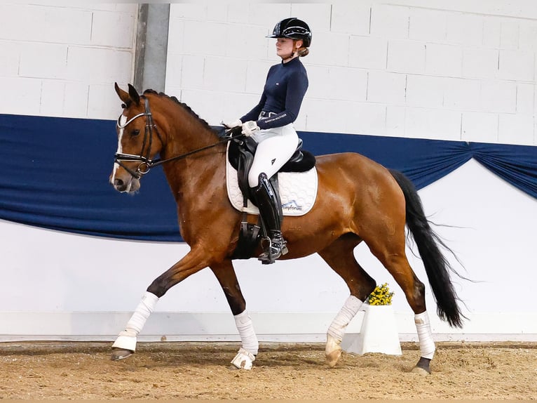 German Riding Pony Mare 12 years 14,2 hh Brown in Marsberg