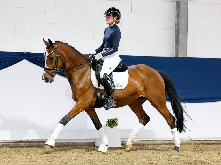 German Riding Pony Mare 12 years 14,2 hh Brown in Marsberg