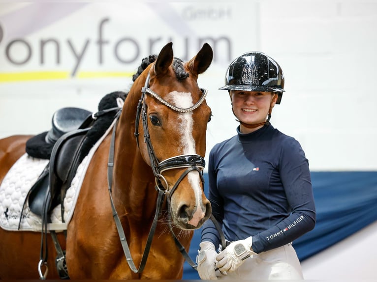 German Riding Pony Mare 12 years 14,2 hh Brown in Marsberg