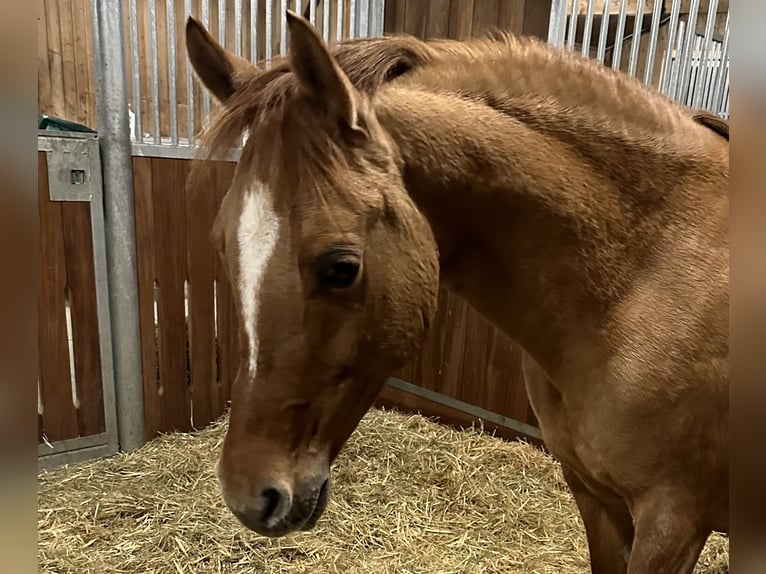 German Riding Pony Mare 12 years 14,2 hh Red Dun in WuppertalWuppertal