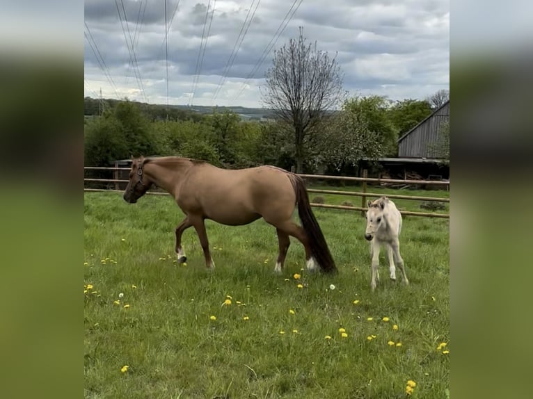 German Riding Pony Mare 12 years 14,2 hh Red Dun in WuppertalWuppertal