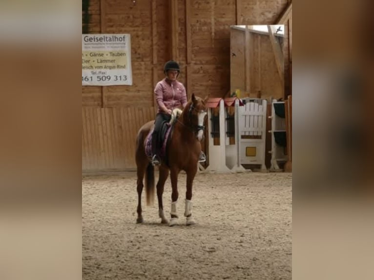 German Riding Pony Mare 12 years 14,3 hh Chestnut-Red in Am Ohmberg