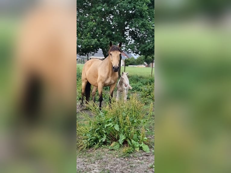 German Riding Pony Mare 12 years 15,1 hh Buckskin in Wittingen