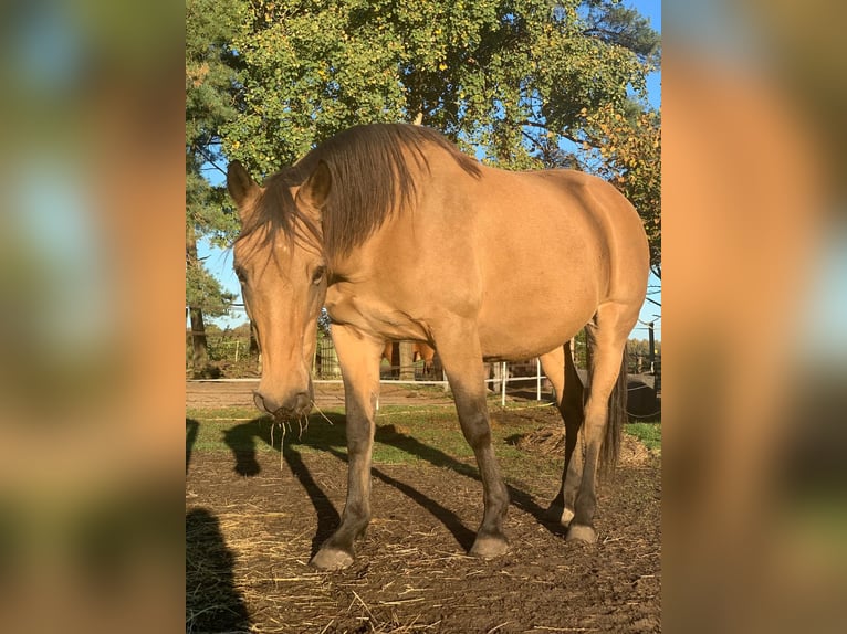 German Riding Pony Mare 12 years 15,1 hh Buckskin in Wittingen