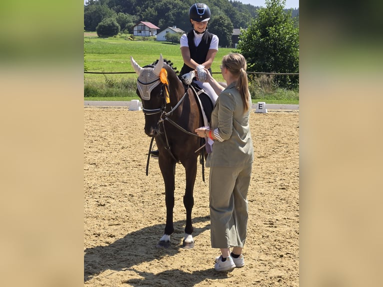 German Riding Pony Mare 12 years 15.1 hh Smoky-Black in Deggenhausertal