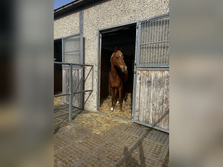 German Riding Pony Mare 12 years 15 hh Chestnut-Red in Köln