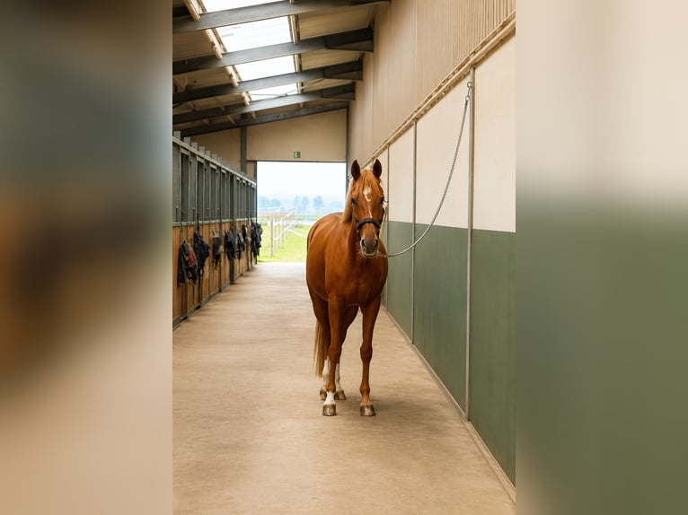 German Riding Pony Mare 12 years 15 hh Chestnut-Red in Köln