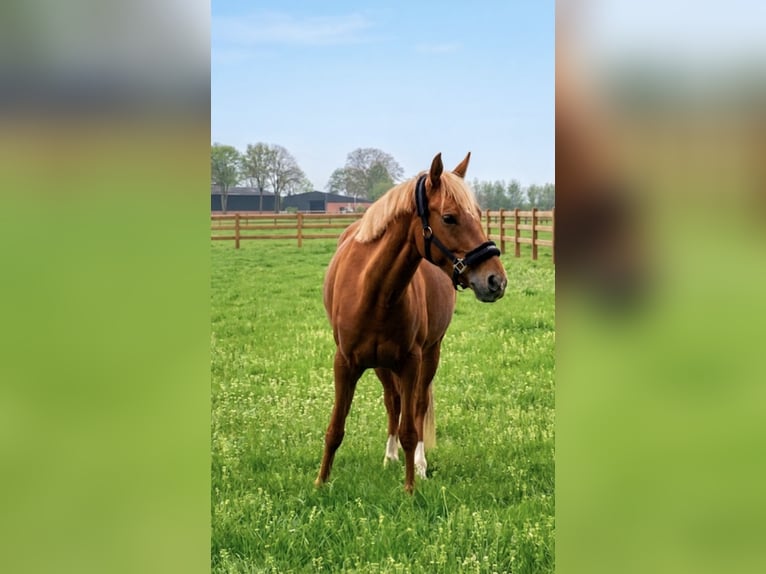 German Riding Pony Mare 12 years 15 hh Chestnut-Red in Köln